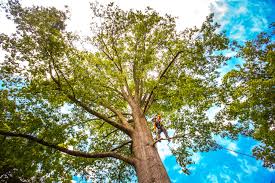 Best Lot and Land Clearing  in Greenville, GA