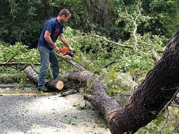  Greenville, GA Tree Care Pros