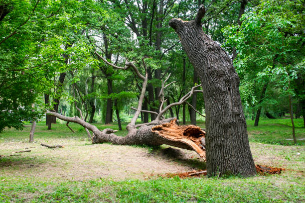 Best Hazardous Tree Removal  in Greenville, GA