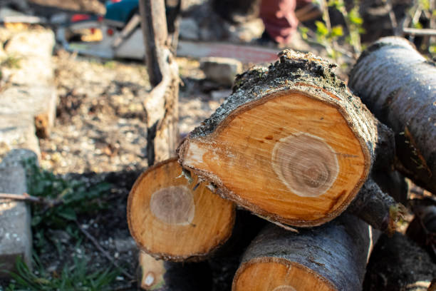 Best Tree and Shrub Care  in Greenville, GA