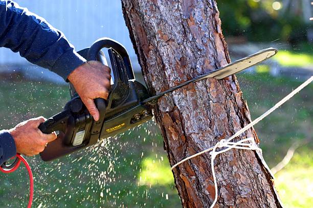 Best Fruit Tree Pruning  in Greenville, GA