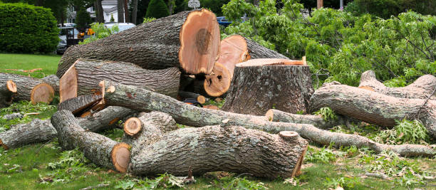 Best Tree Removal  in Greenville, GA