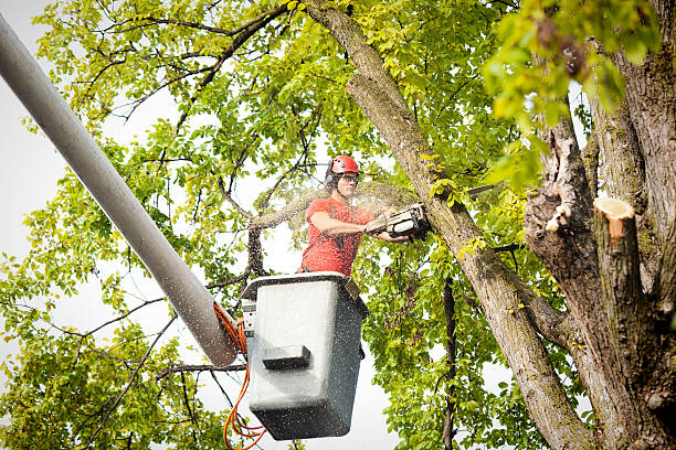 Best Tree Maintenance Programs  in Greenville, GA