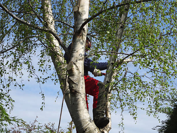 Best Emergency Tree Removal  in Greenville, GA