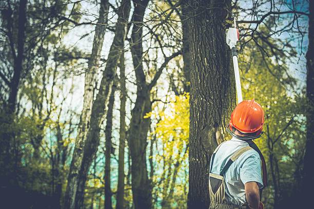 How Our Tree Care Process Works  in  Greenville, GA