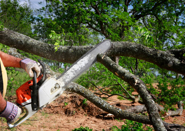 Best Grass Overseeding  in Greenville, GA